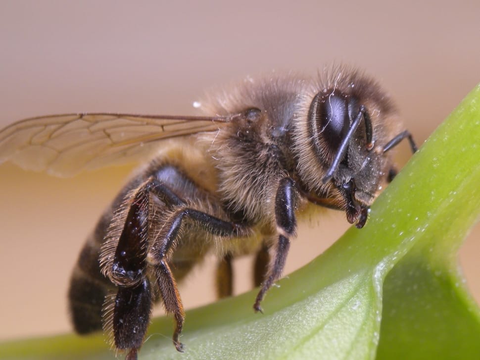 honeybee preview