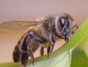 honeybee thumbnail