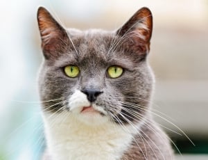 grey and white fur cat thumbnail