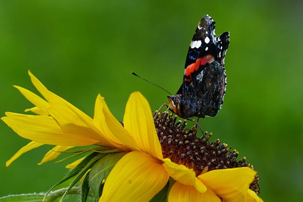 Butterfly, Sun Flower, Animal, flower, insect preview