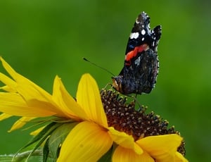 Butterfly, Sun Flower, Animal, flower, insect thumbnail
