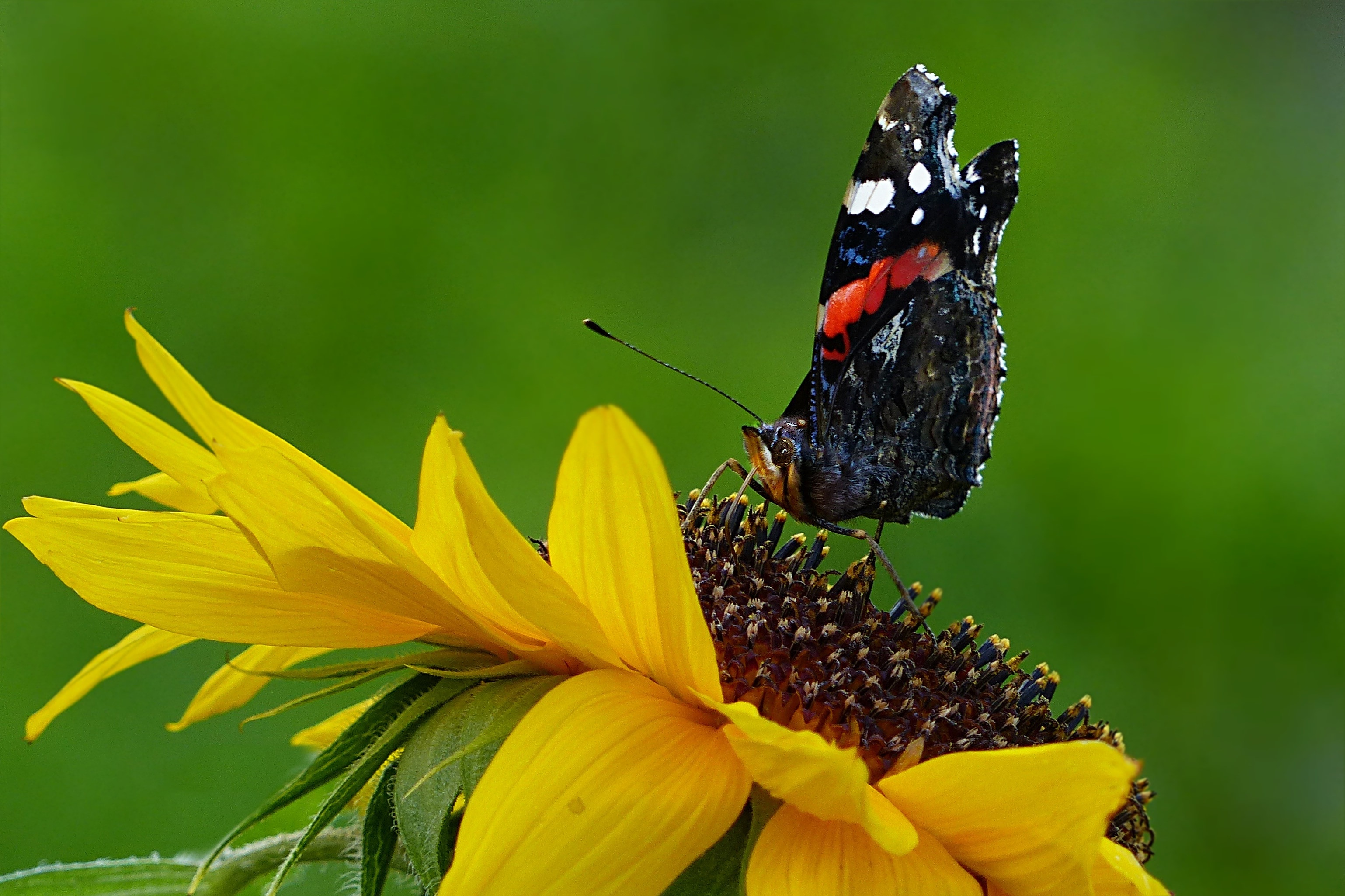 Butterfly, Sun Flower, Animal, flower, insect
