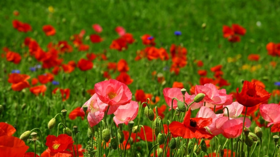 close up photography of red petaled flowers on ground preview