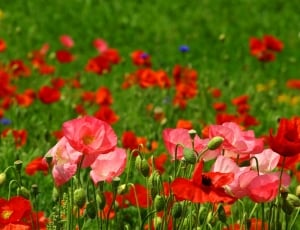 close up photography of red petaled flowers on ground thumbnail