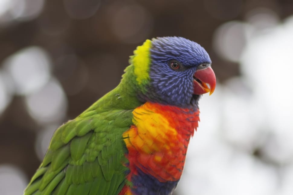 Feather, Rainbow Lorikeet, Bird, Parrot, rainbow lorikeet, parrot preview
