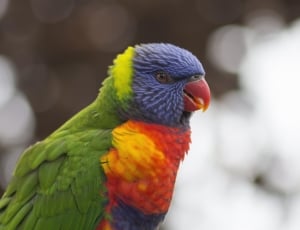 Feather, Rainbow Lorikeet, Bird, Parrot, rainbow lorikeet, parrot thumbnail