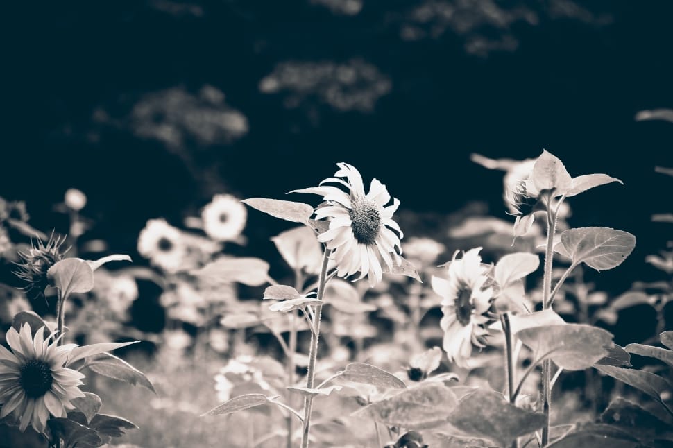 sunflower in grayscale photo preview
