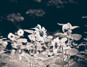 sunflower in grayscale photo thumbnail