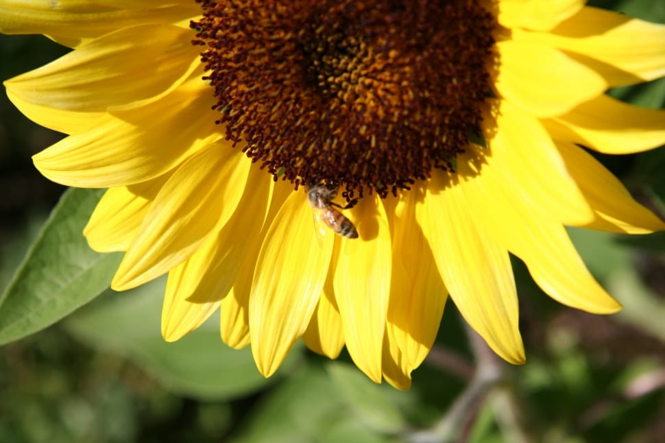 close up photo of sunflower preview