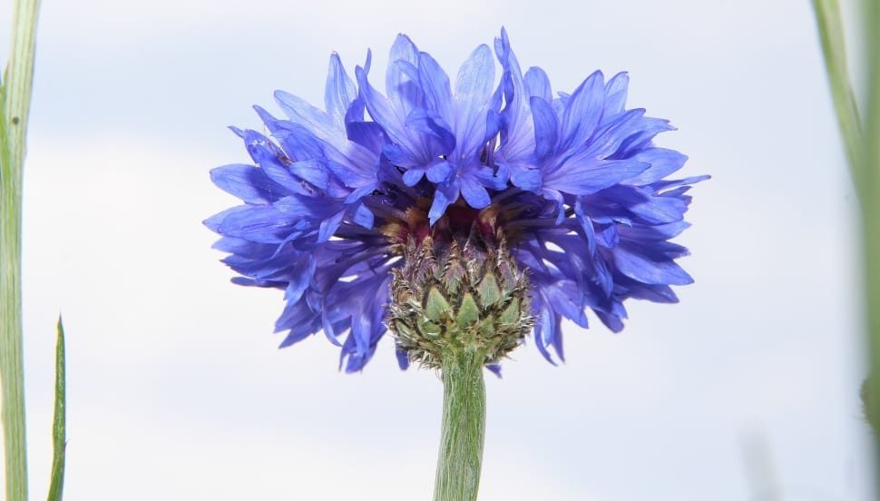 Cornflower, Wild Herbs, Blue, flower, nature preview