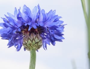 Cornflower, Wild Herbs, Blue, flower, nature thumbnail