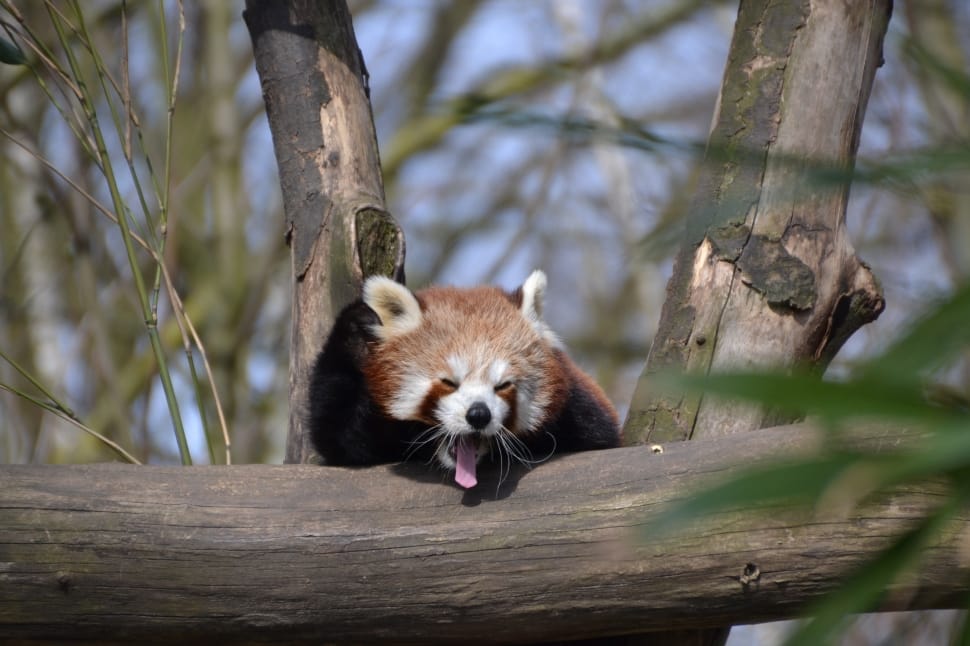 Red Panda, Less Pander, Panda, one animal, animal wildlife preview