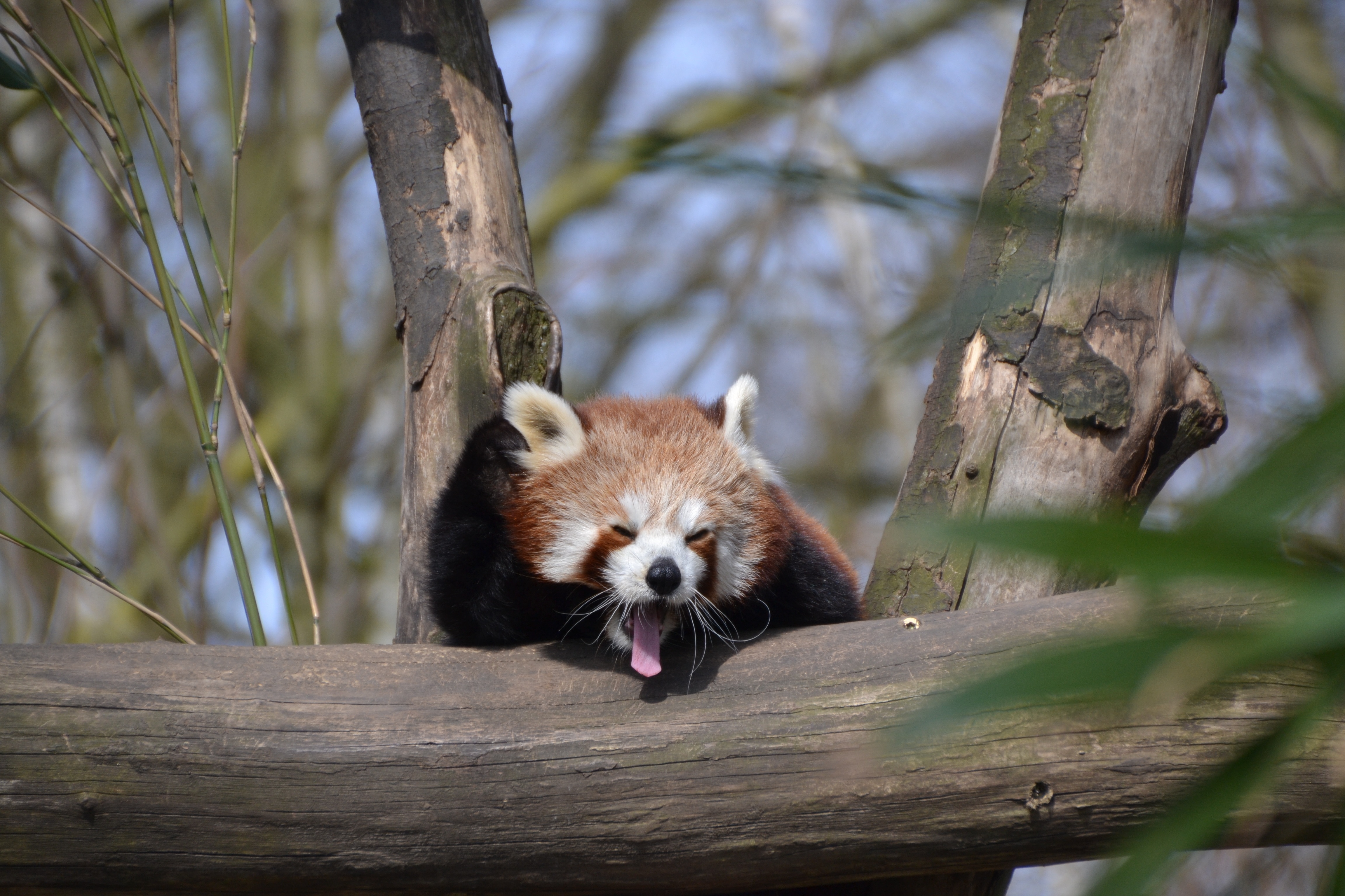 Red Panda, Less Pander, Panda, one animal, animal wildlife