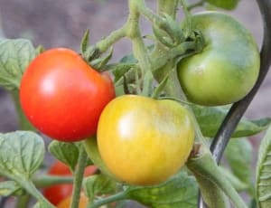 red yellow and green tomato thumbnail