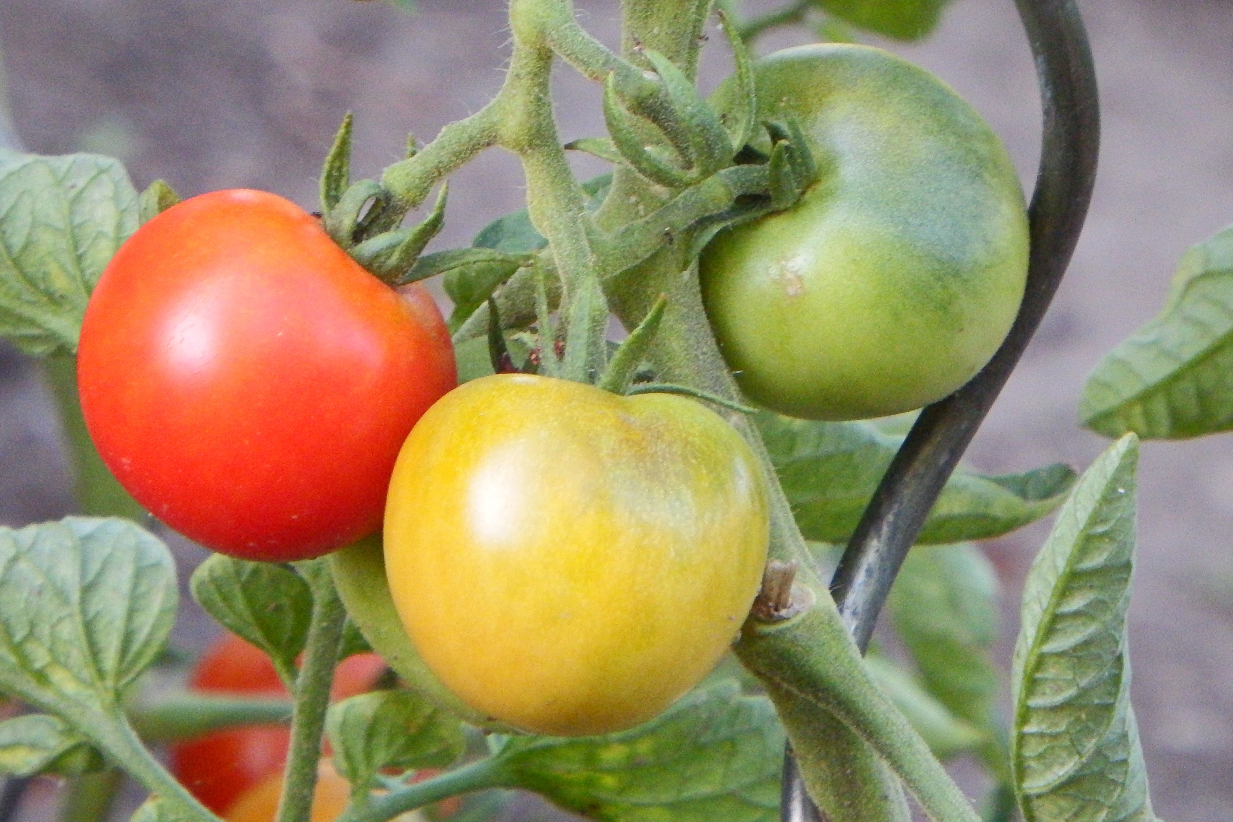 red yellow and green tomato