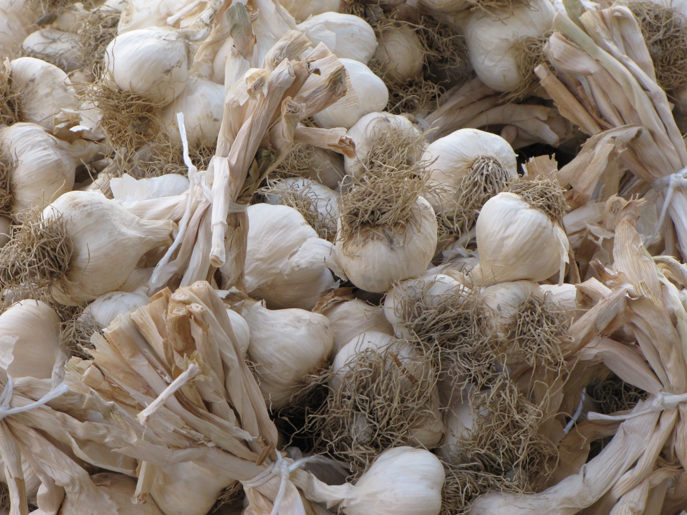 white garlic lot