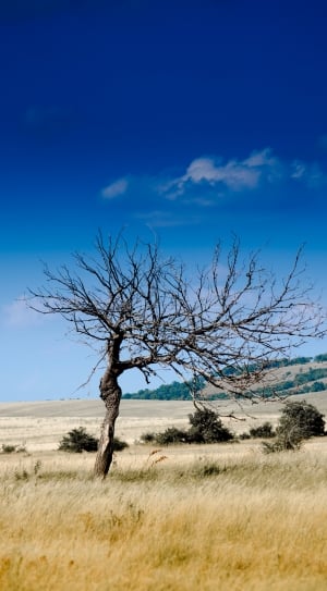 black withered tree under blue sky thumbnail