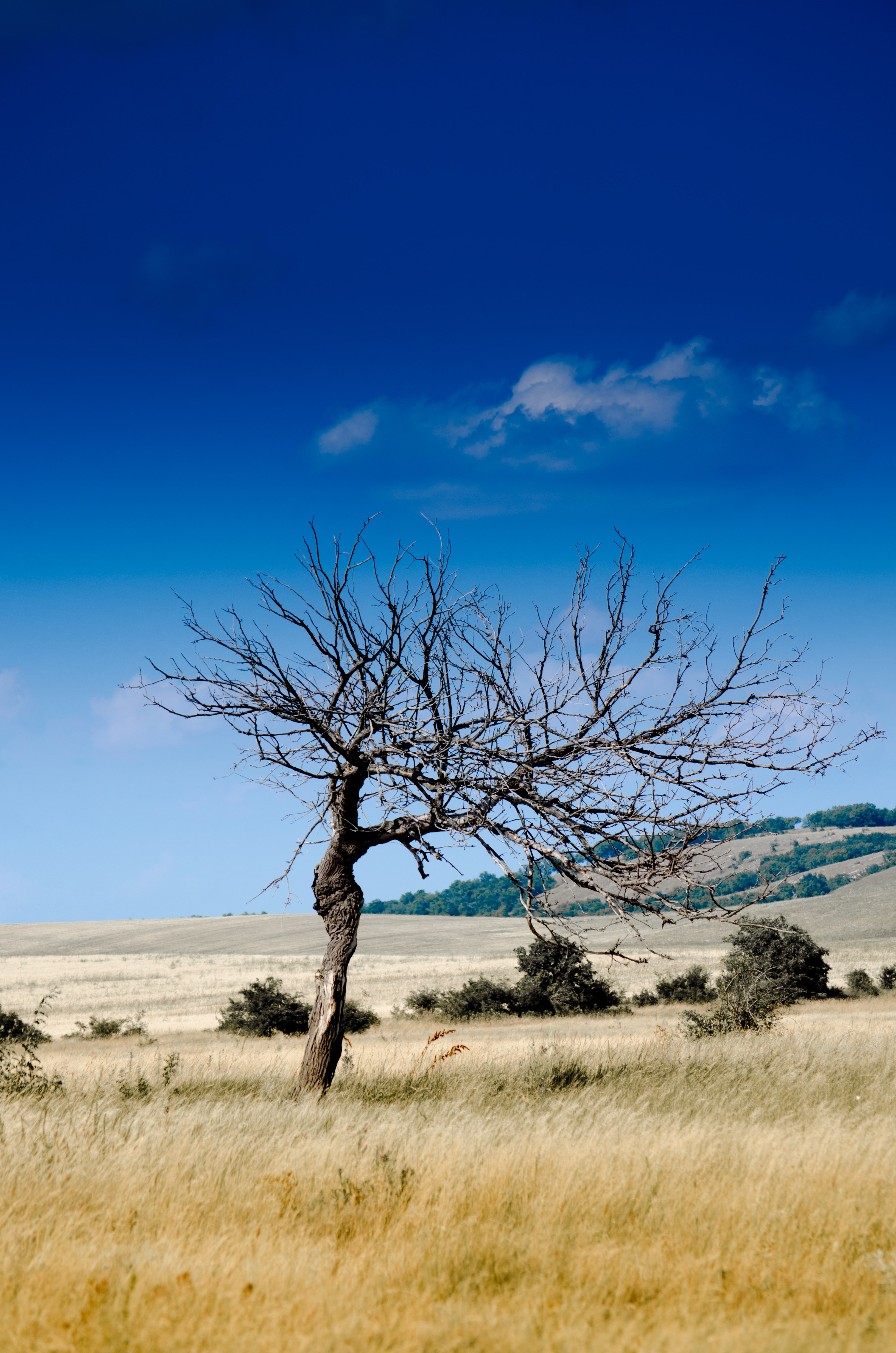black withered tree under blue sky