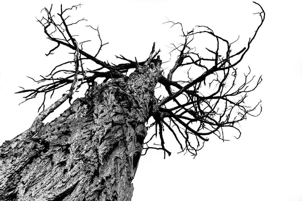 grayscale photography of bare tree preview