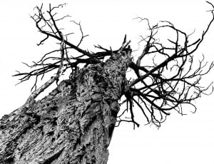 grayscale photography of bare tree thumbnail