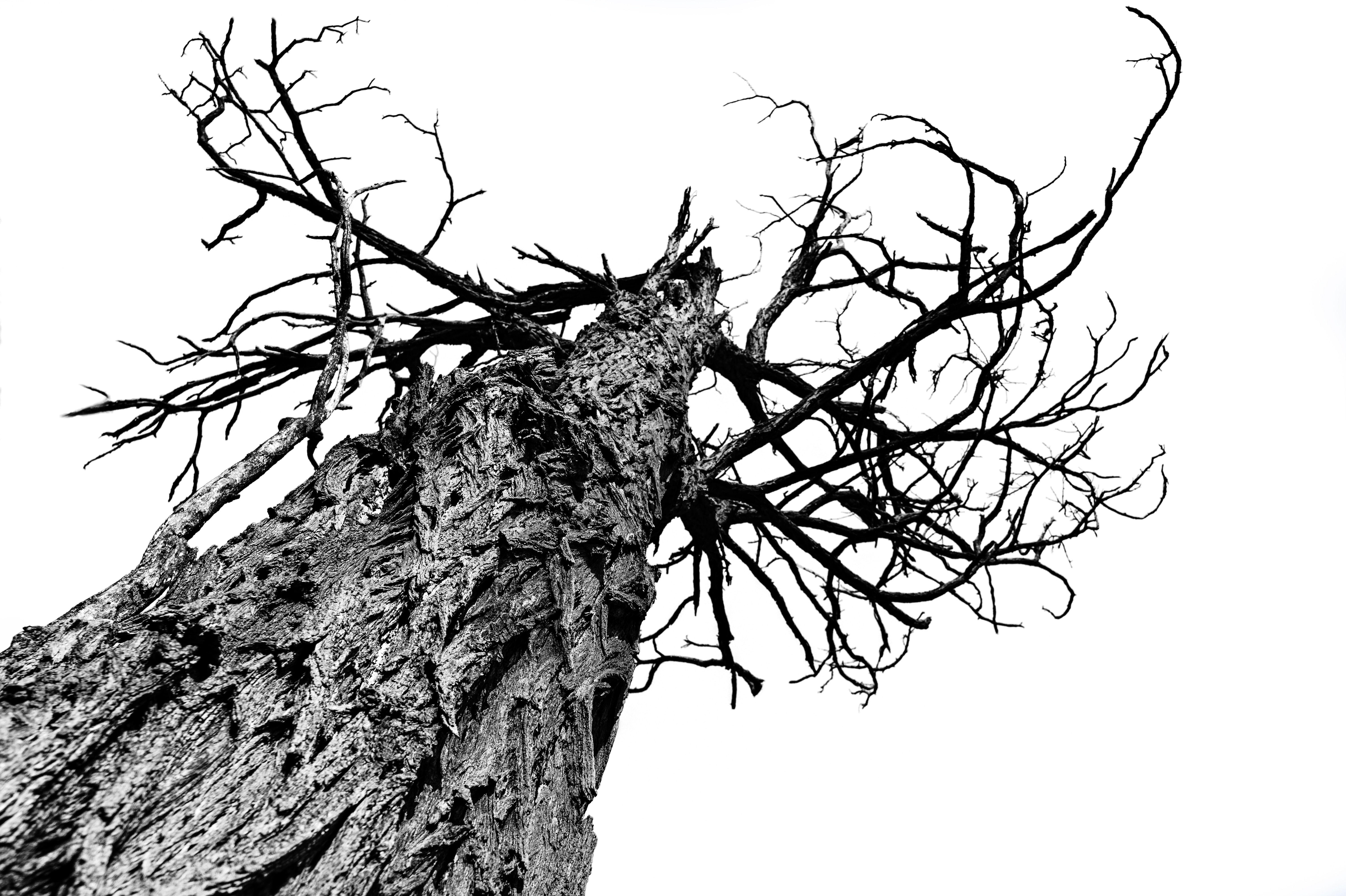 grayscale photography of bare tree