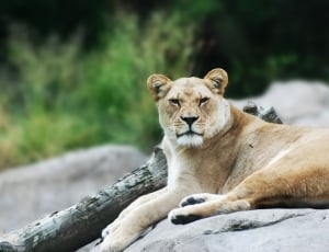 lioness lying during daytime thumbnail