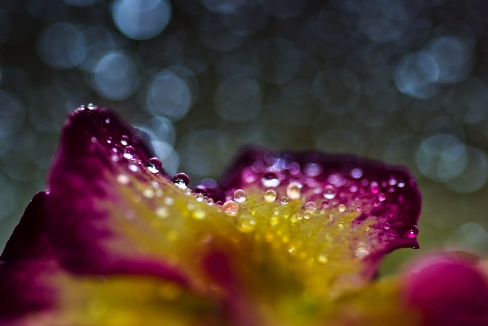 water drape on purple and yellow petaled flower preview