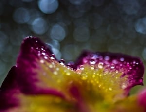water drape on purple and yellow petaled flower thumbnail