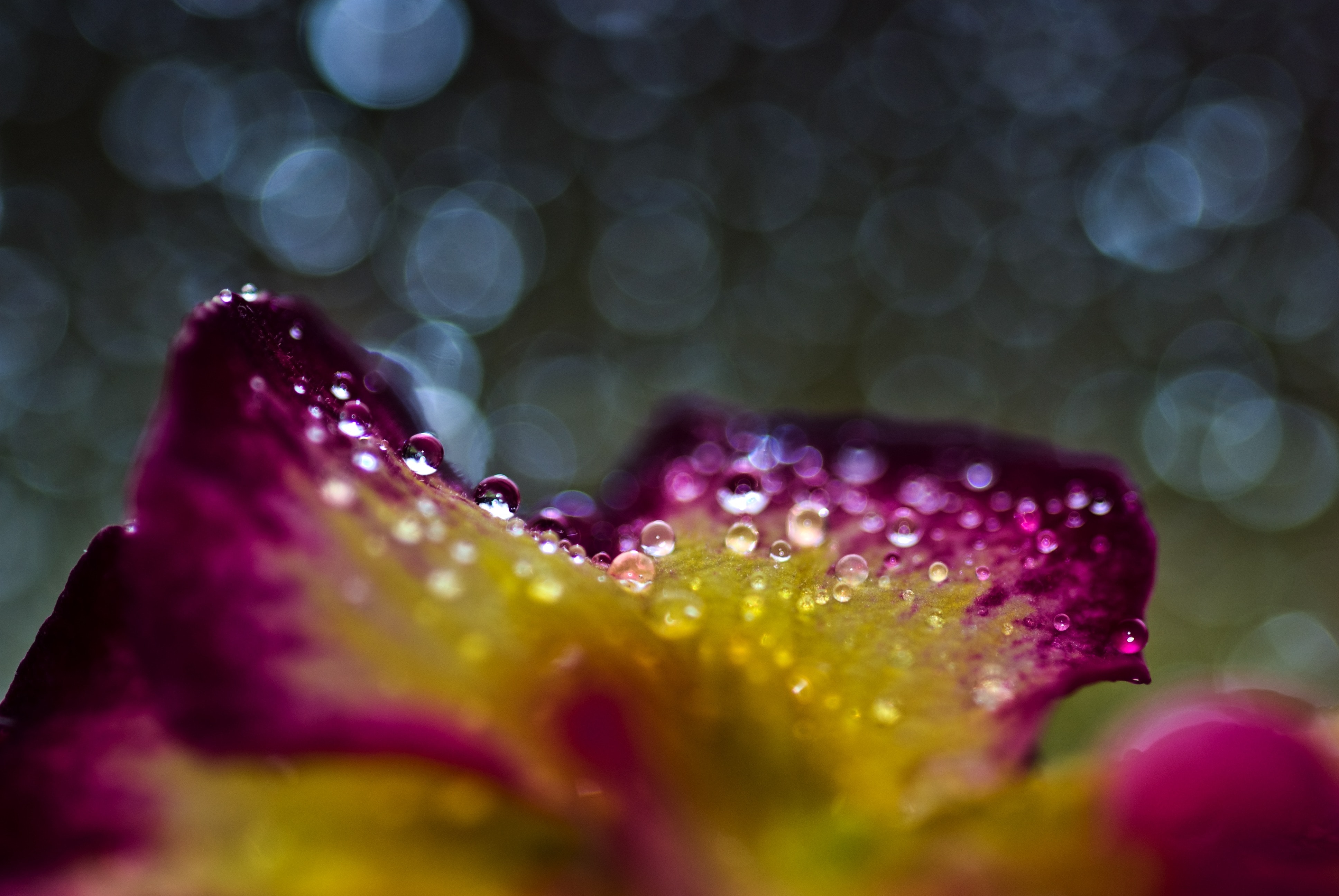 water drape on purple and yellow petaled flower