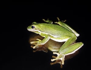 green and white frog thumbnail