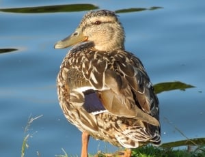 brown and white duck near body of water thumbnail