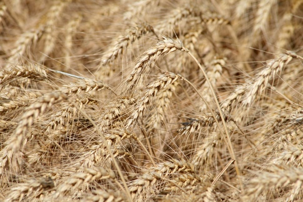 closeup photography of wheat preview