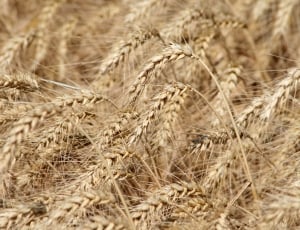 closeup photography of wheat thumbnail