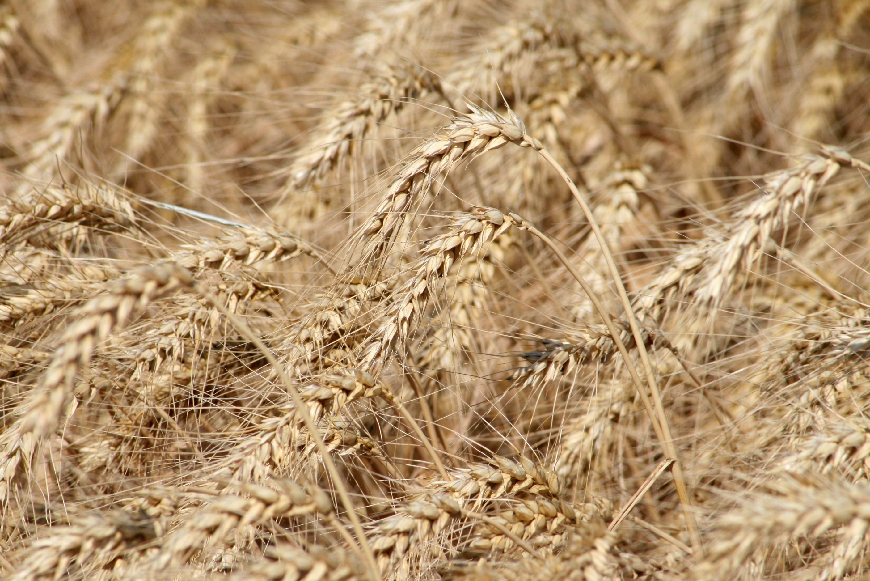 closeup photography of wheat