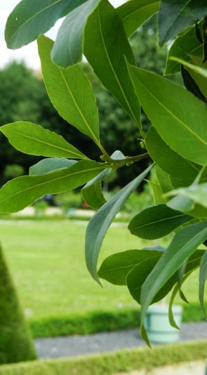 selective focus of green leaves thumbnail