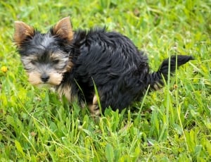 black and tan yorkshire terrier thumbnail