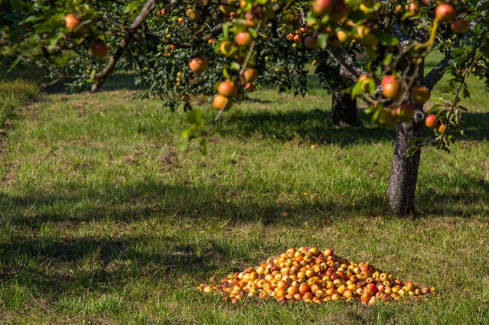 Windfall, Apple, Harvest, Autumn, Fruit, fruit, food and drink preview