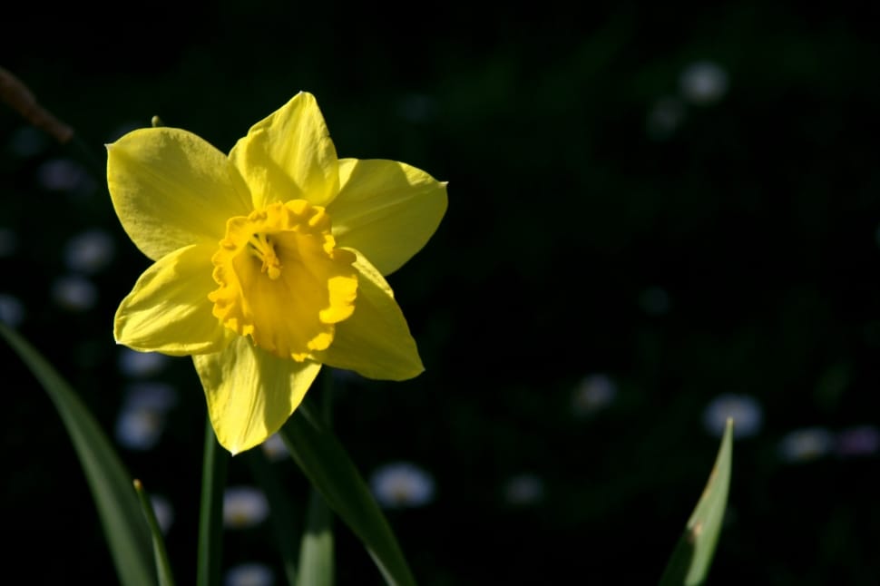 Flowers, Flower, Spring, Nature, flower, yellow preview