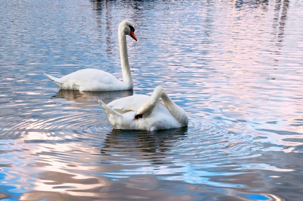 2 white swans preview