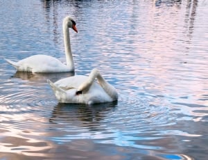 2 white swans thumbnail
