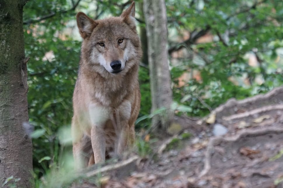 Wolf, Attention, European Wolf, animal wildlife, animals in the wild preview