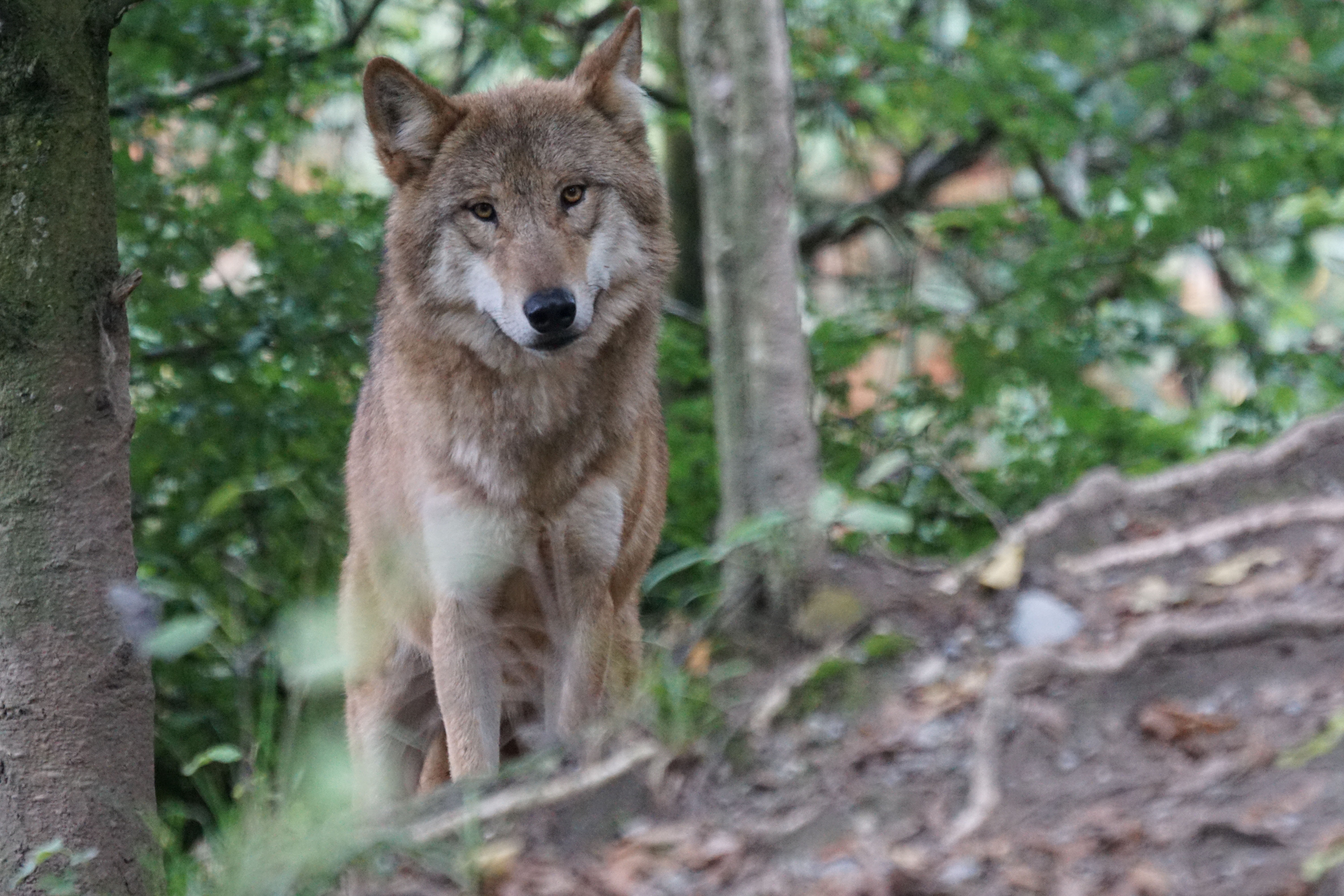 Wolf, Attention, European Wolf, animal wildlife, animals in the wild