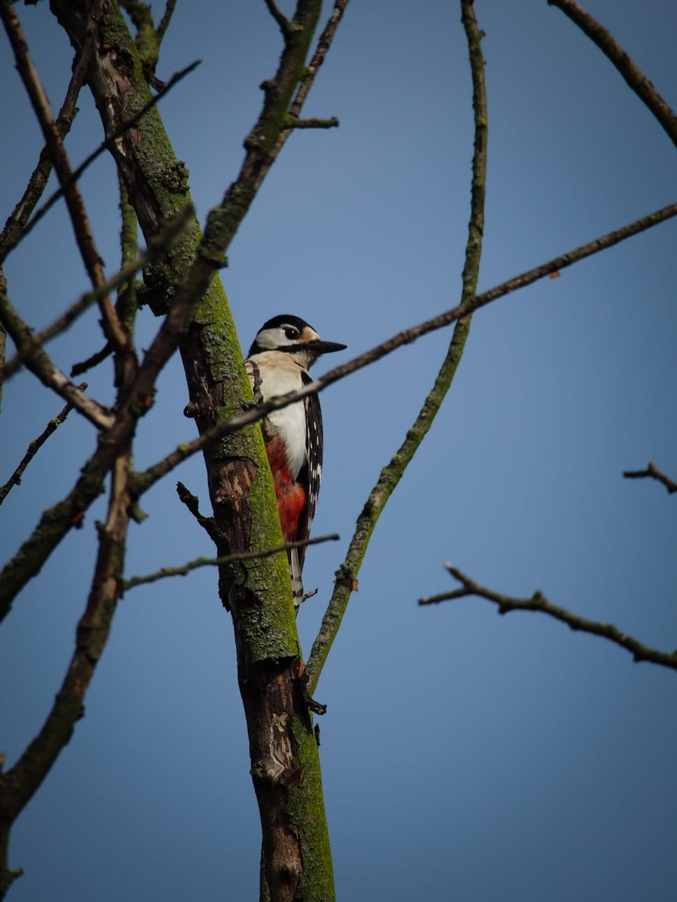 downy woodpecker preview