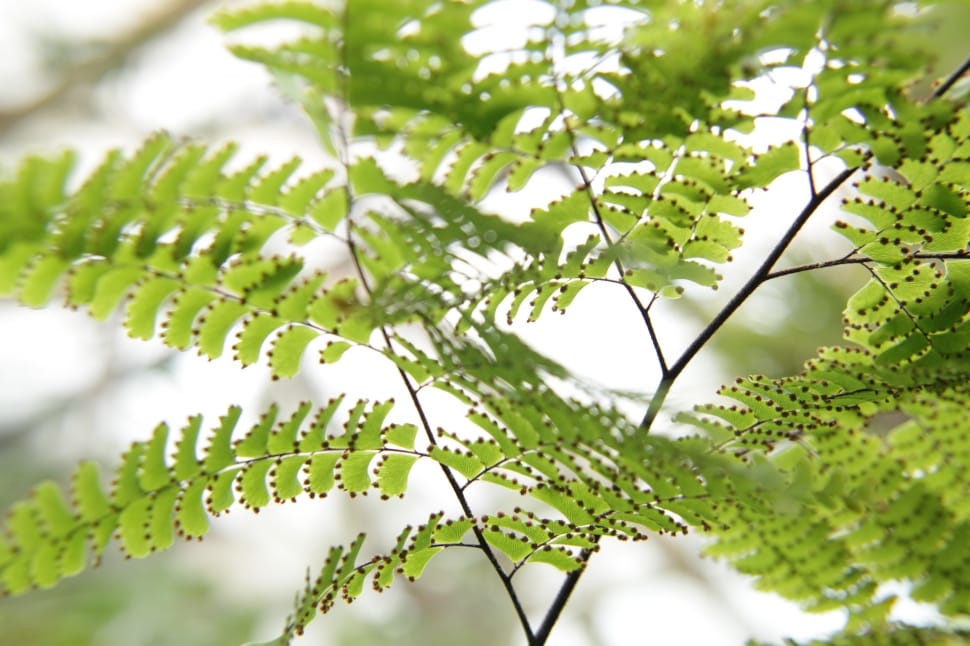 fern plant preview