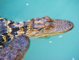 brown and yellow crocodile on surface water thumbnail