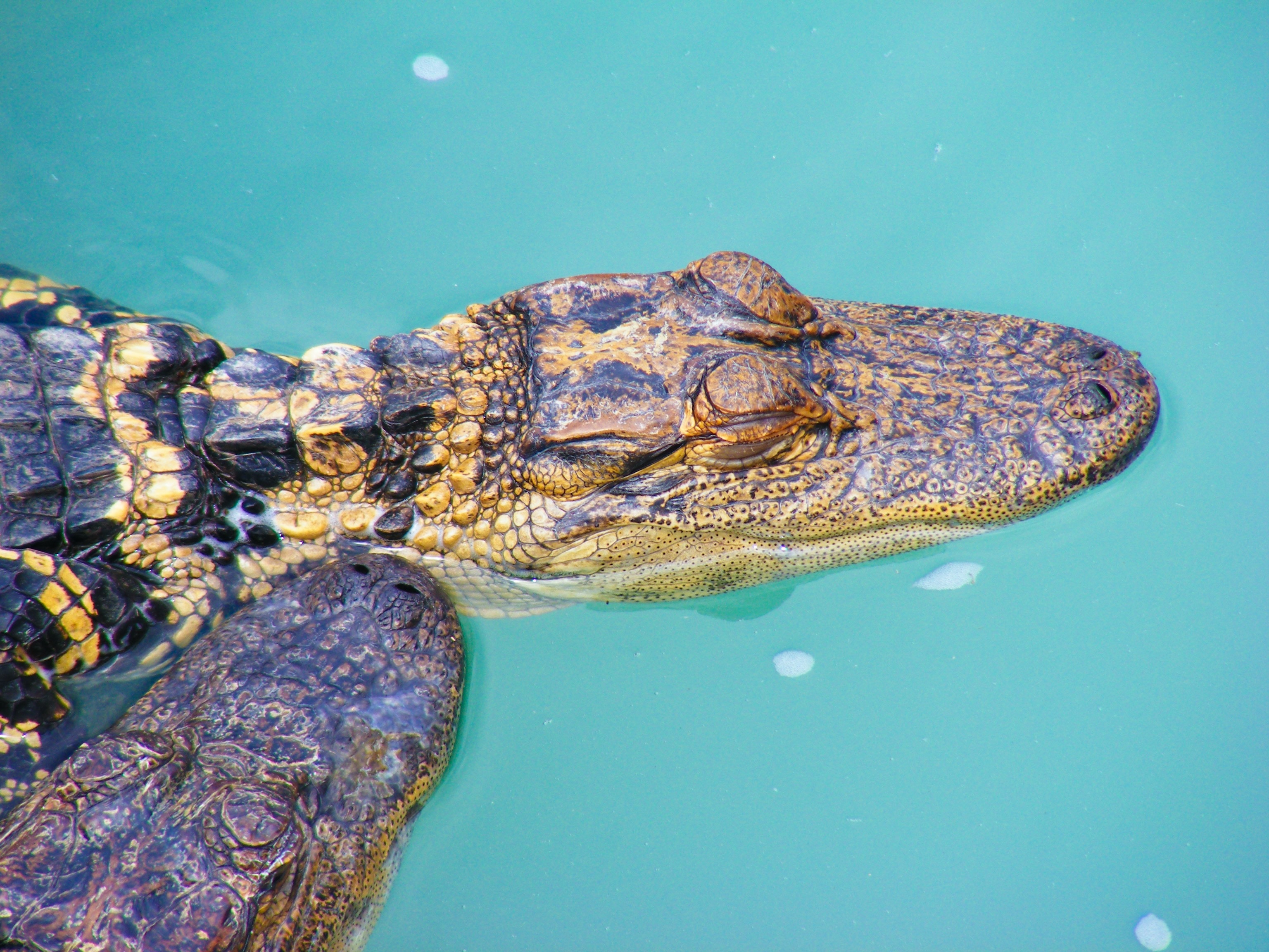 brown and yellow crocodile on surface water