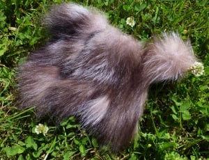 white and brown fur thumbnail