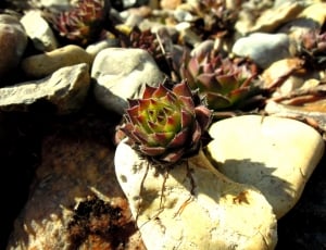 red and green succulent thumbnail