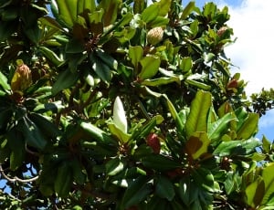 green and brown fruit tree thumbnail