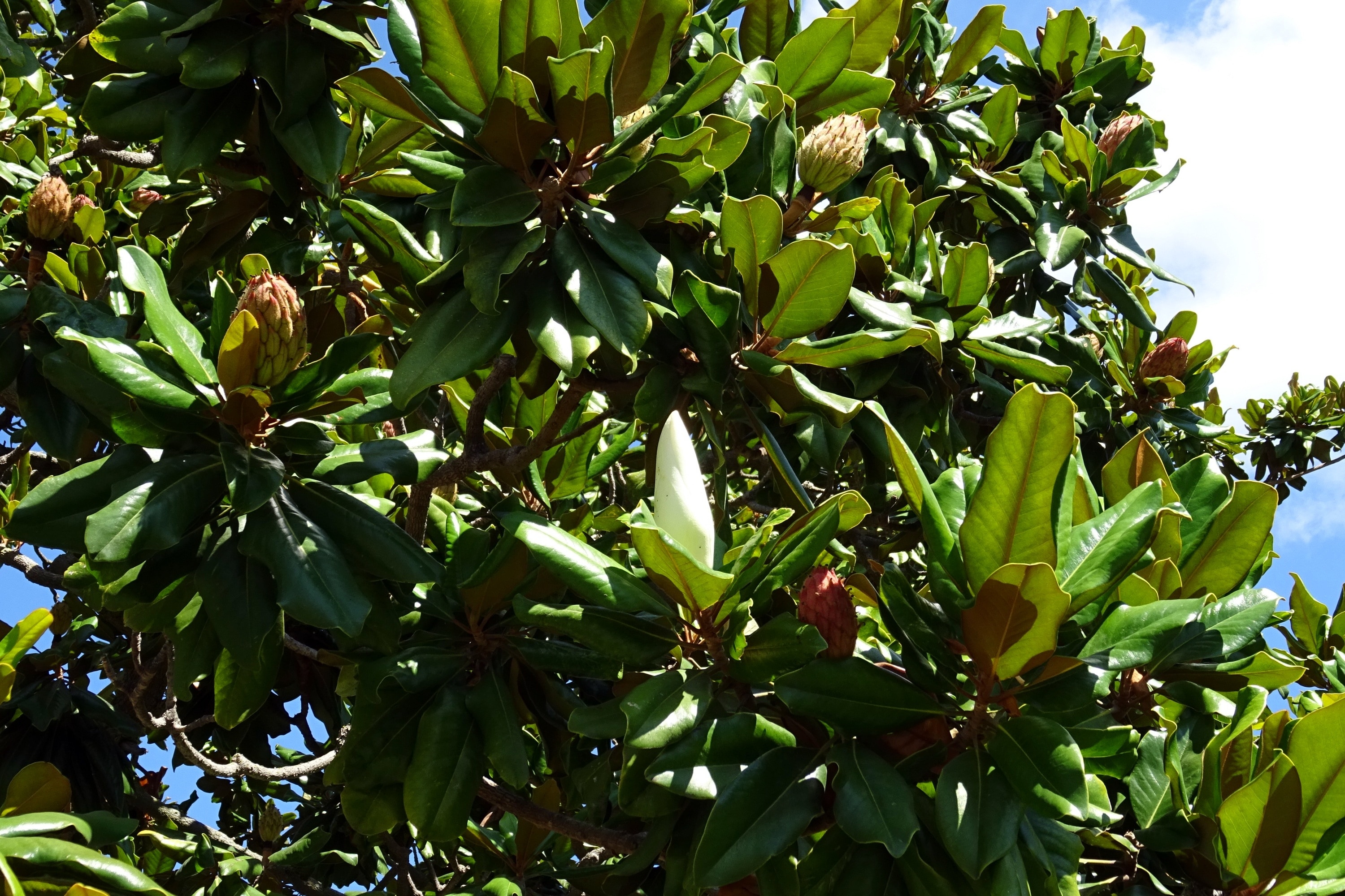 green and brown fruit tree